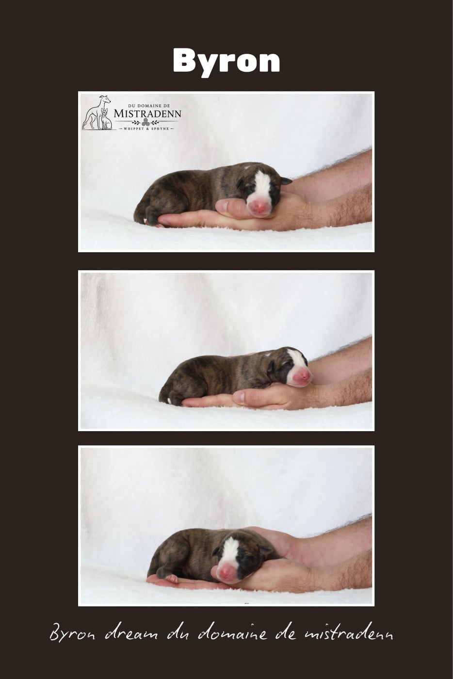 Byron dream - Whippet
