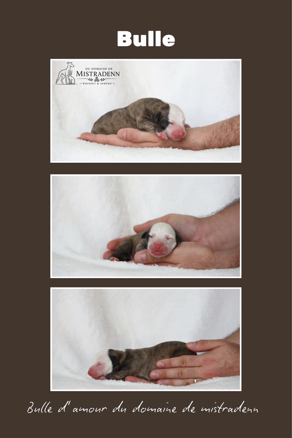 Bulle d amour - Whippet