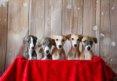 Les chiots de Whippet