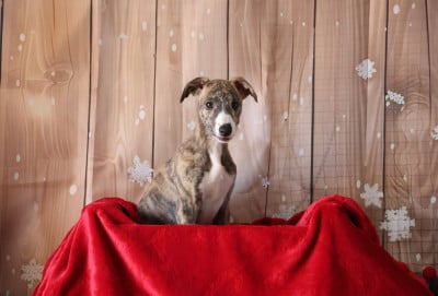 Les chiots de Whippet