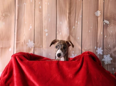 Les chiots de Whippet