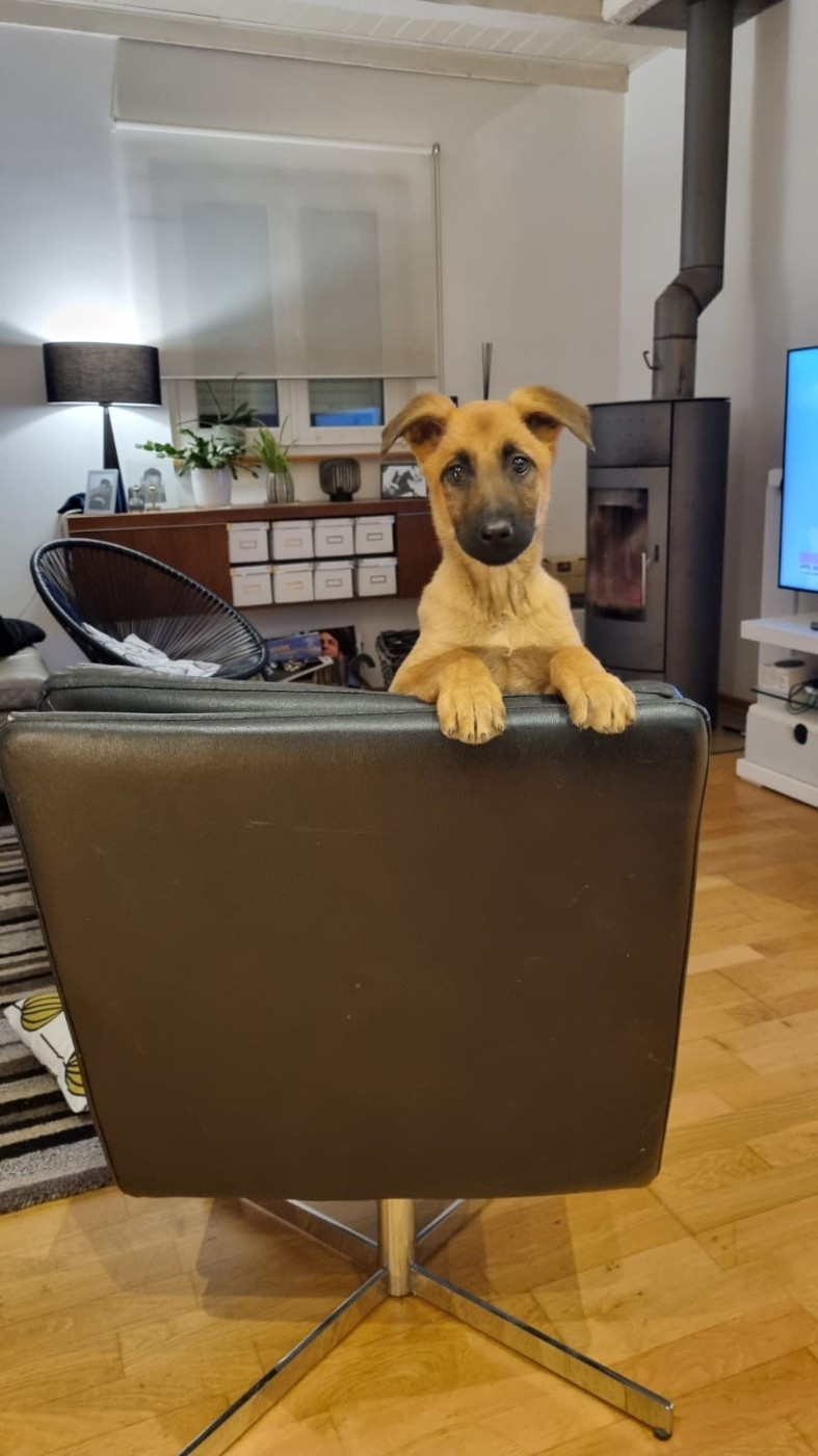 Taz Brave Koeur Of Ice