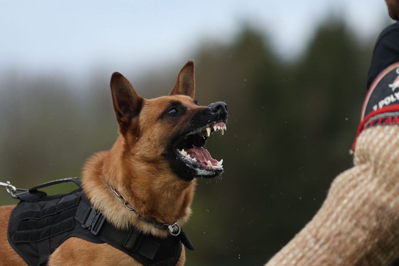 Taz Brave Koeur Of Ice