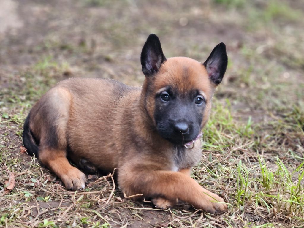 A ... femelle violette