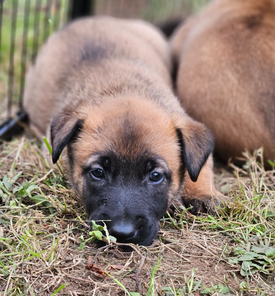 A .... femelle marron