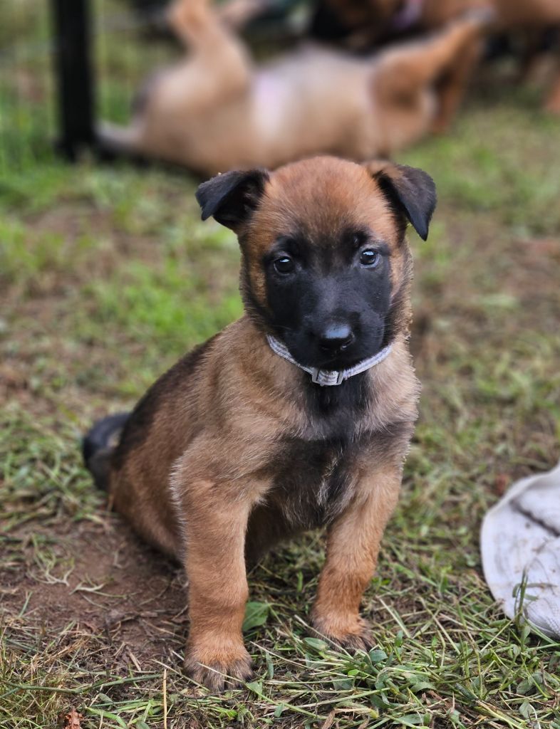 A .... femelle grise