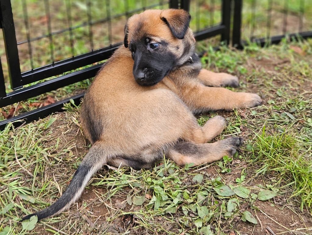 A .... femelle marron