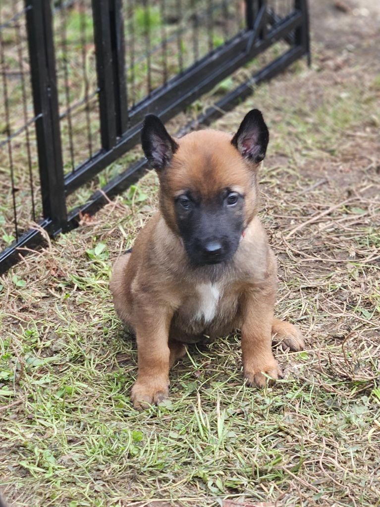 A ... femelle violette