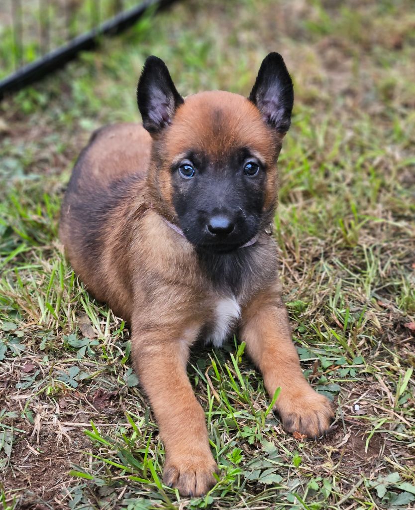 A ... femelle violette