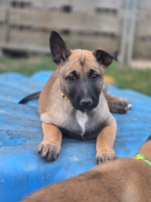 Les chiots de Berger Belge