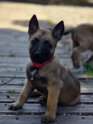Les chiots de Berger Belge