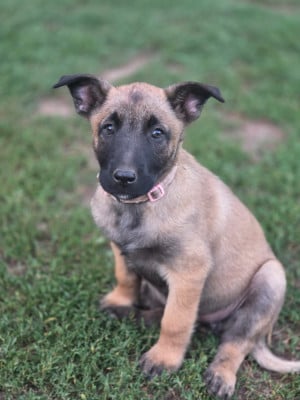 Les chiots de Berger Belge