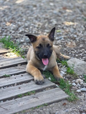 Les chiots de Berger Belge
