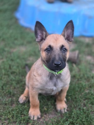 Les chiots de Berger Belge
