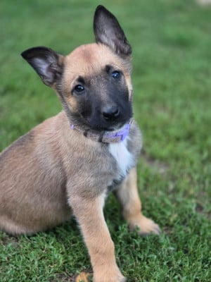 Les chiots de Berger Belge