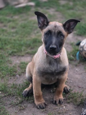 Les chiots de Berger Belge