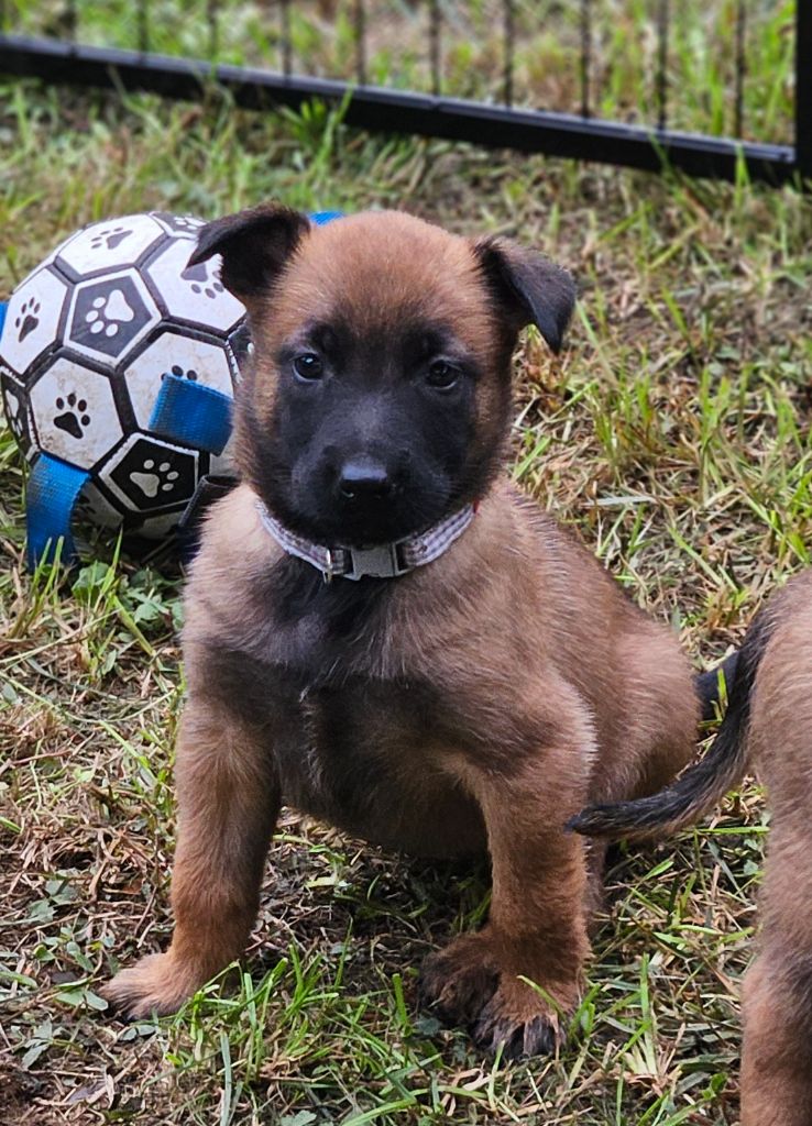 A .... femelle grise