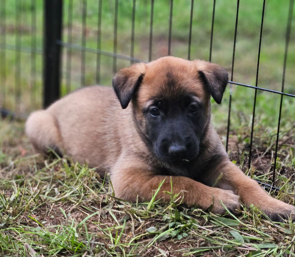 A .... femelle marron