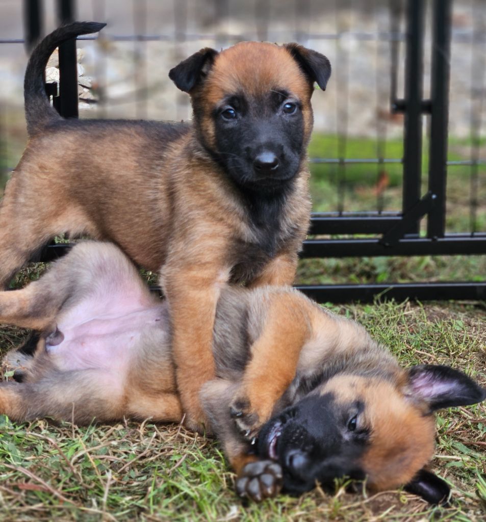 A .... femelle grise