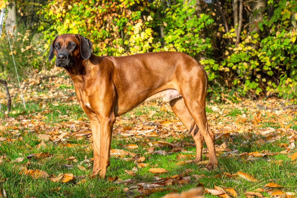 Publication : (Sans Affixe) Auteur : Sébastien Franck