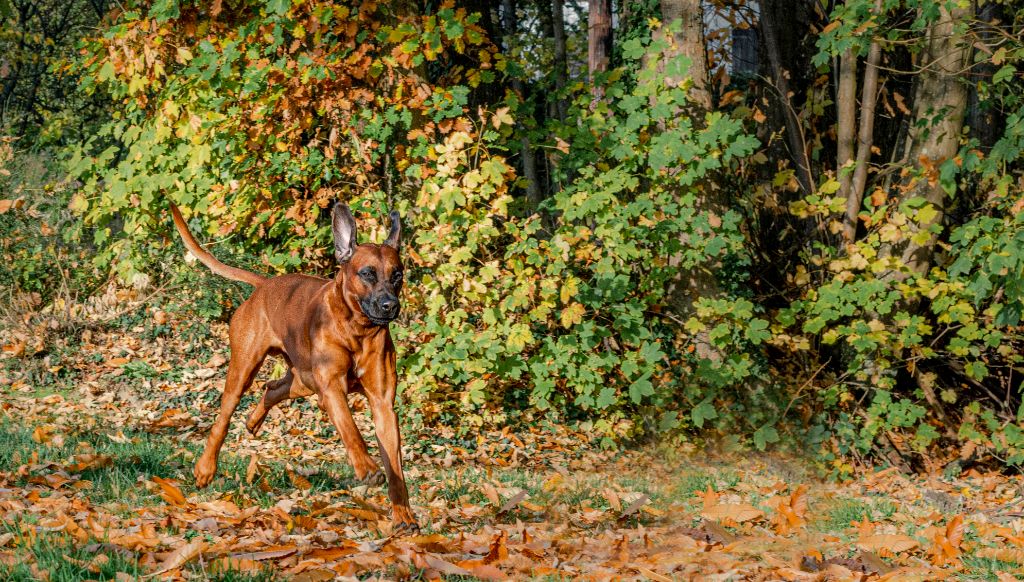 Publication : (Sans Affixe) Auteur : Sébastien Franck