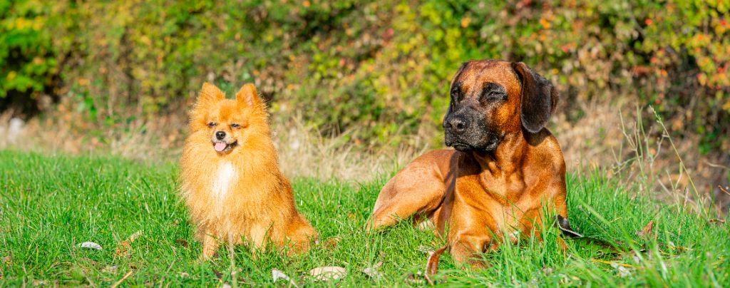 Publication : (Sans Affixe) Auteur : Sébastien Franck