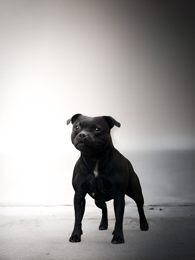 CH. Trust in-your dreams des Espoirs de Wallieux