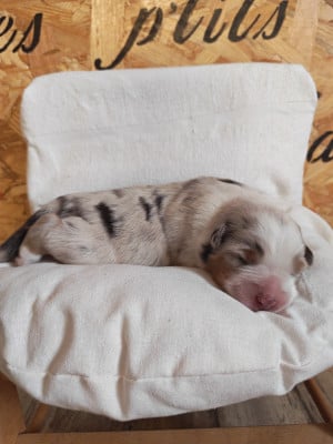 Les chiots de Berger Australien