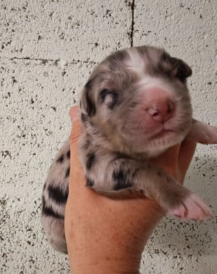 Les chiots de Berger Australien