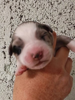 Les chiots de Berger Australien