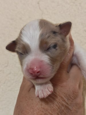 Les chiots de Berger Australien