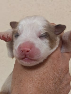 Les chiots de Berger Australien