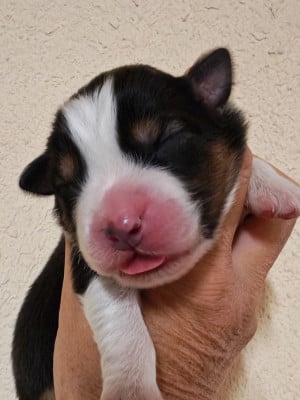 Les chiots de Berger Australien