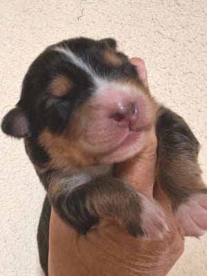 Les chiots de Berger Australien
