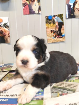 Les chiots de Berger Australien