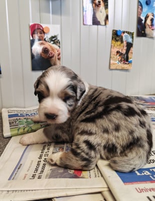 Les chiots de Berger Australien