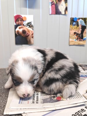 Les chiots de Berger Australien