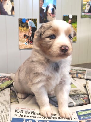 Les chiots de Berger Australien