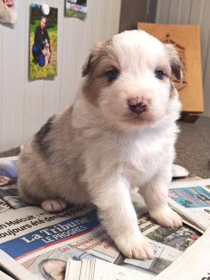 Les chiots de Berger Australien