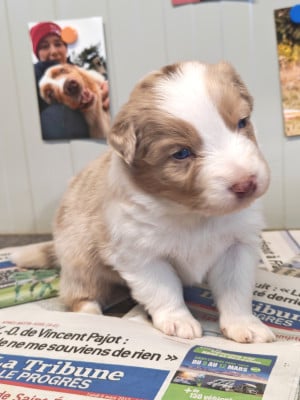 Les chiots de Berger Australien