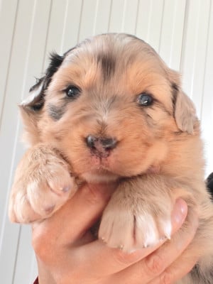 Les chiots de Berger Australien
