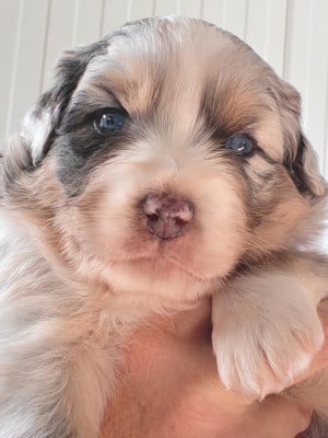 Les chiots de Berger Australien
