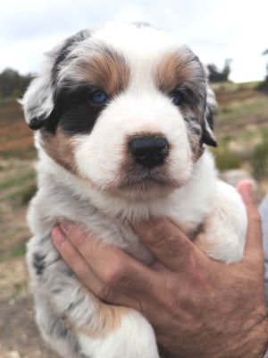 Les chiots de Berger Australien