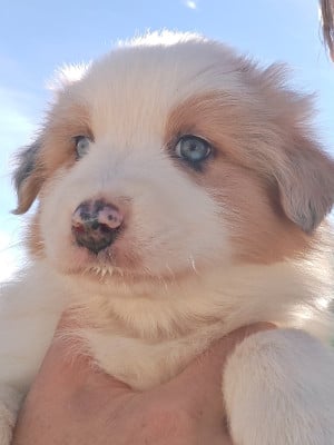 Les chiots de Berger Australien