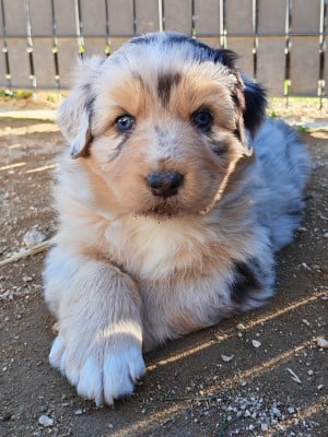 Les chiots de Berger Australien