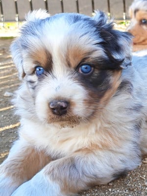 Les chiots de Berger Australien