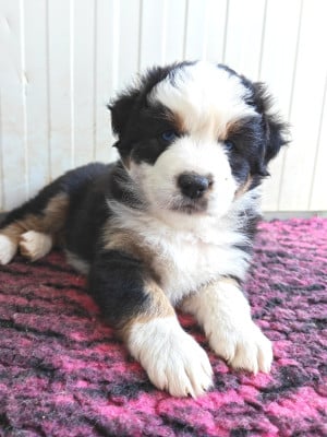 Les chiots de Berger Australien