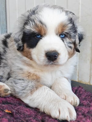 Les chiots de Berger Australien