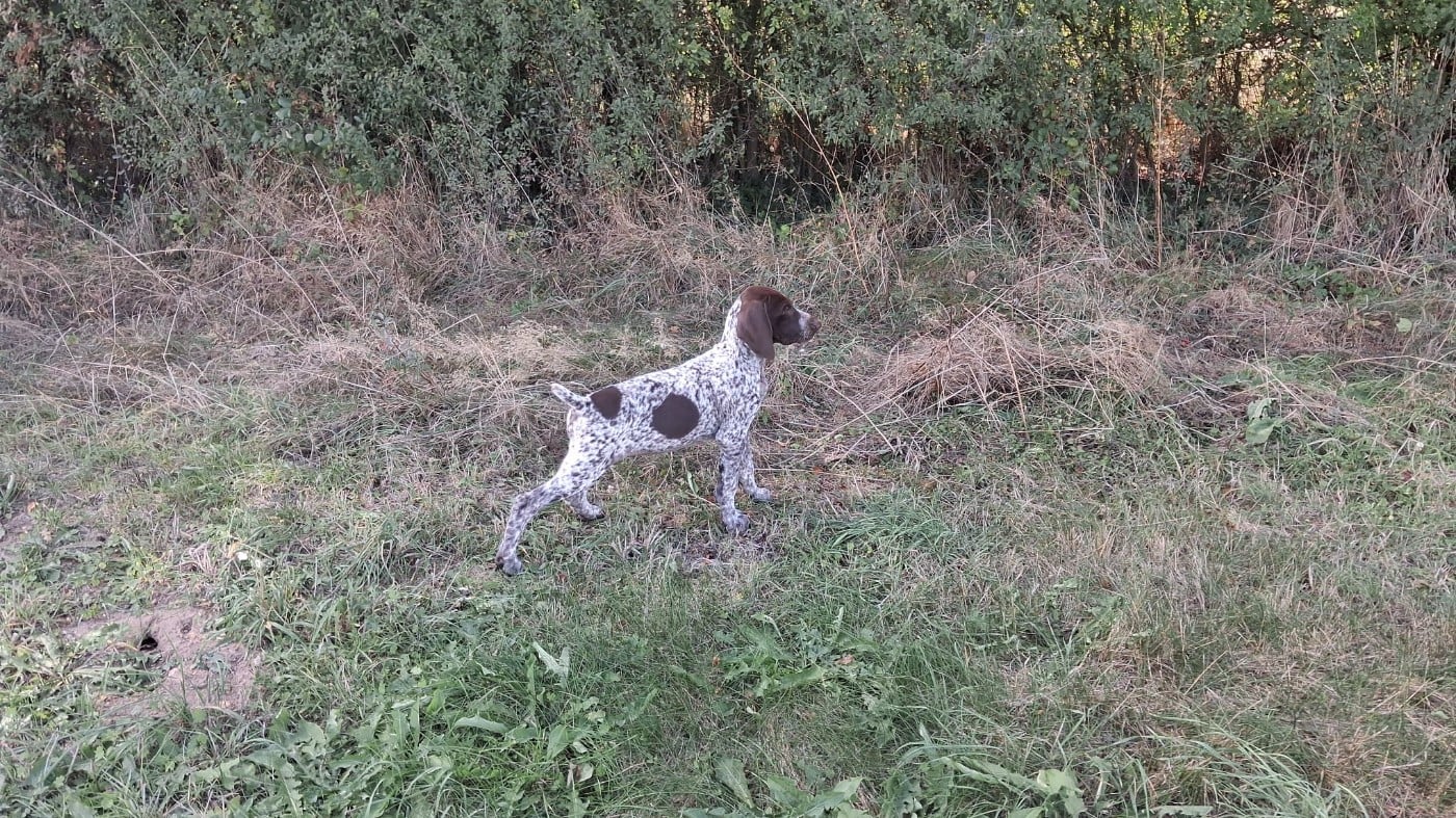 Braque allemand à poil court - Amour Chien Fou