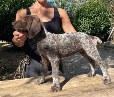 Les chiots de Braque allemand à poil court